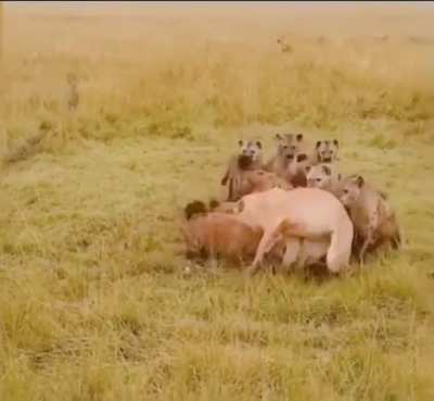 Lion pride comes to the aid of a lioness being attacked by a hyena pack