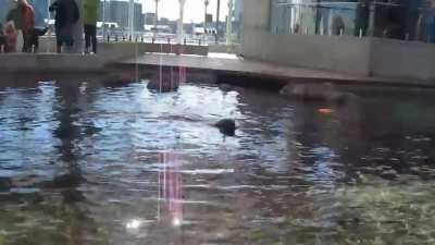 Seals are awesome
