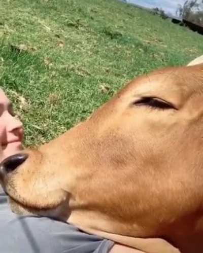 Cow are just big dogs