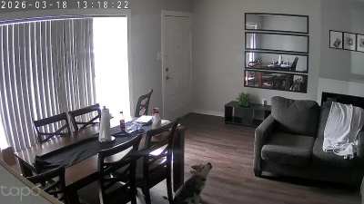 My baby husky in the house cam😮‍💨♥️