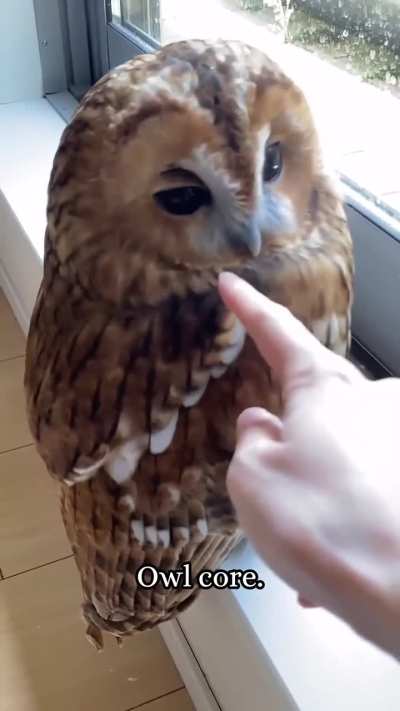OWL CORE