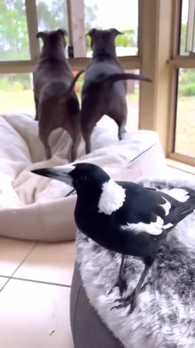 magpie Rottweiler