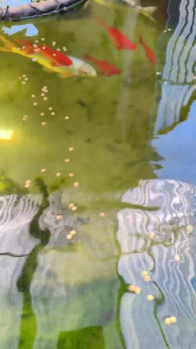 Greenhouse pond