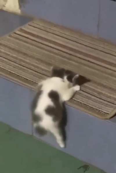mountaineer kitten