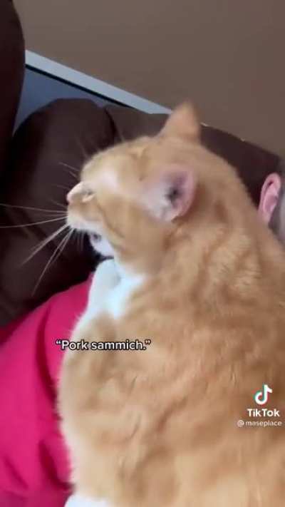 Fat cat