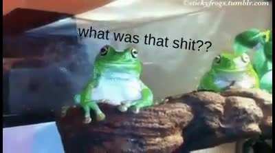 A frog can only take so much before completely losing it [Now with Text]