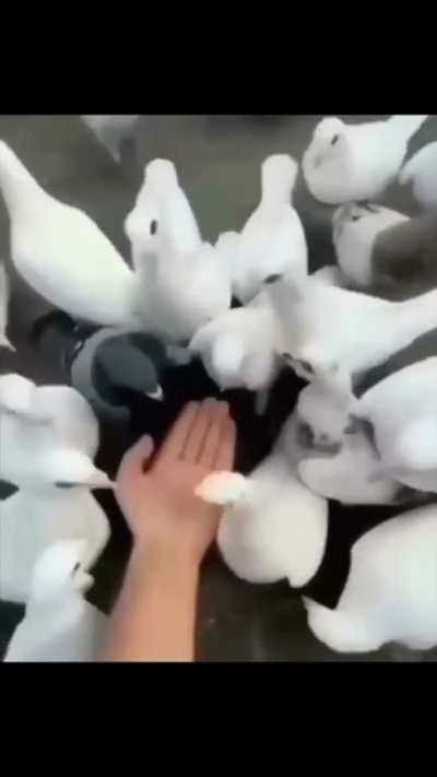 No food for you
