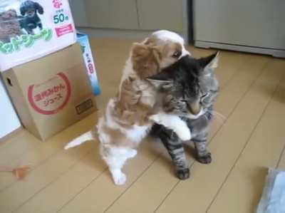 puppy sitter
