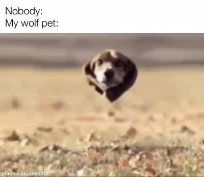 Pets are stupid