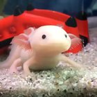 He nearly caught it