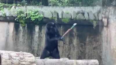 2020 now has Nunchuk Bears, beware!