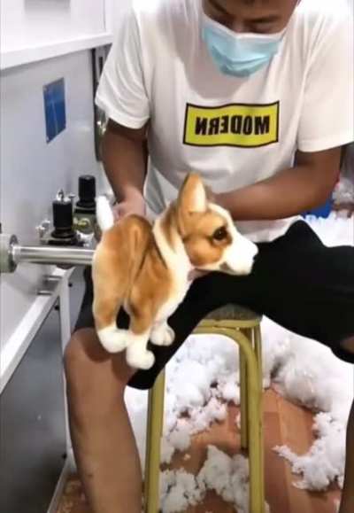 Thanks, I hate toy corgi stuffing