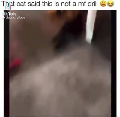 Cat.exe has stopped working