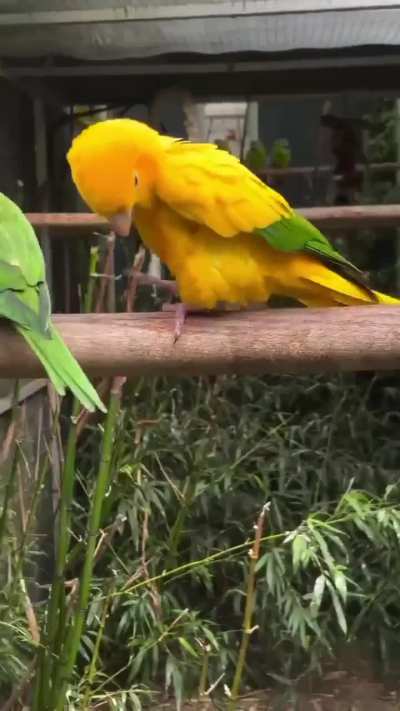 🦜