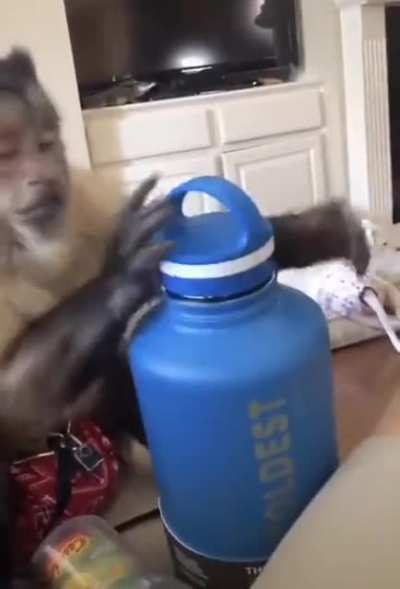 Quero ter um macaco de estimação 🦹🤹