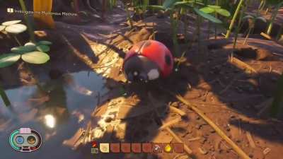 Ladybug