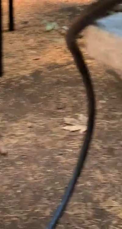 this chipmunk