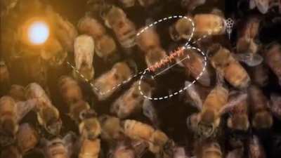 Honeybees waggle dance, repeated over and over again, to tell her fellow workers the distance and direction to the flower in relation to the sun