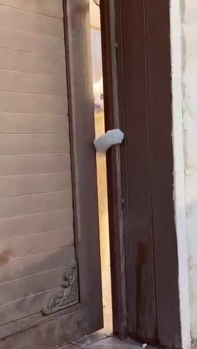 When your owner pets another cat