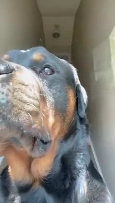 dog