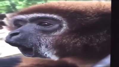 monke