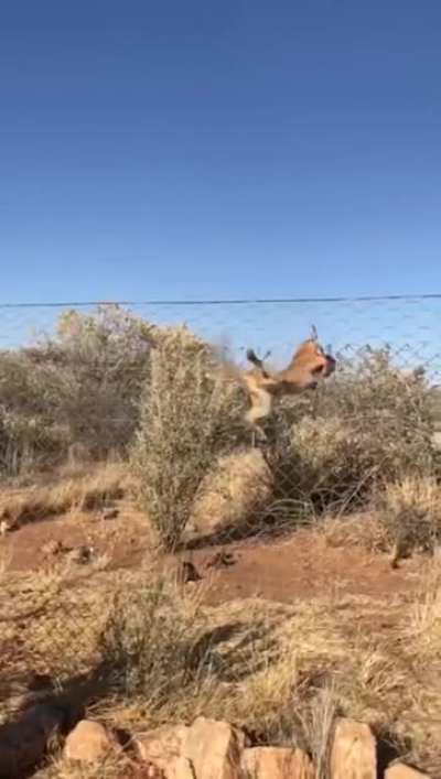 The African Caracal