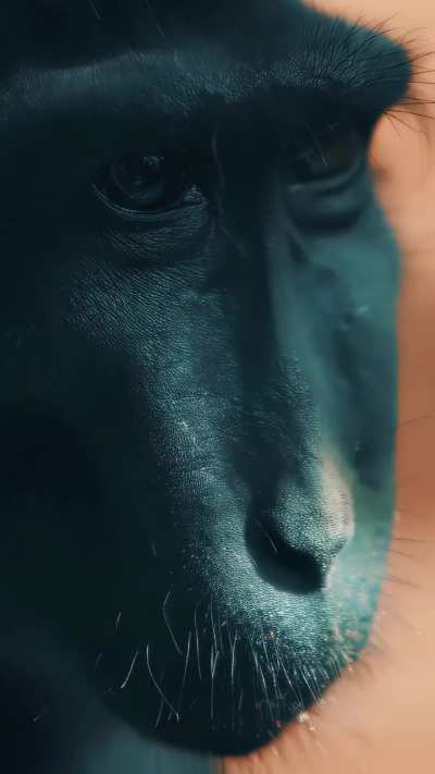 Monke in 4k pt.2