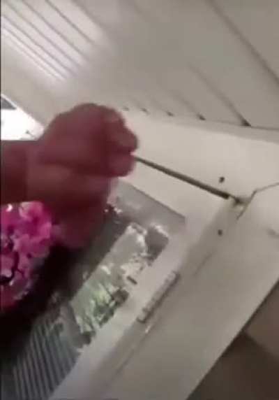 bees