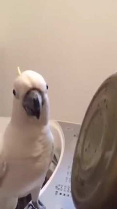 Music is my passion! 🦜🥁🎶