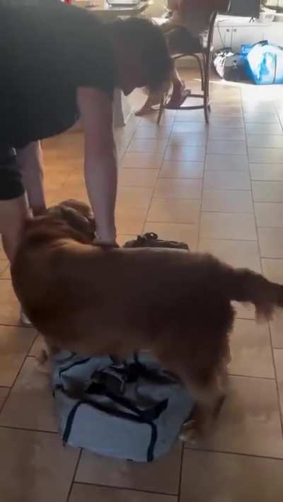 dog won't let go
