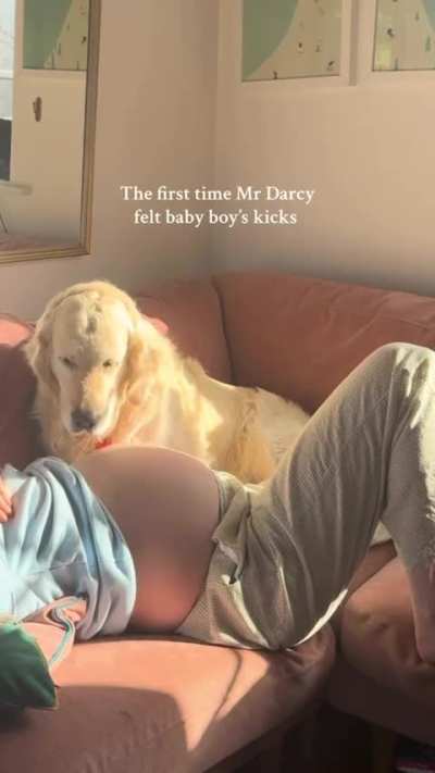 Dogs are so innocent