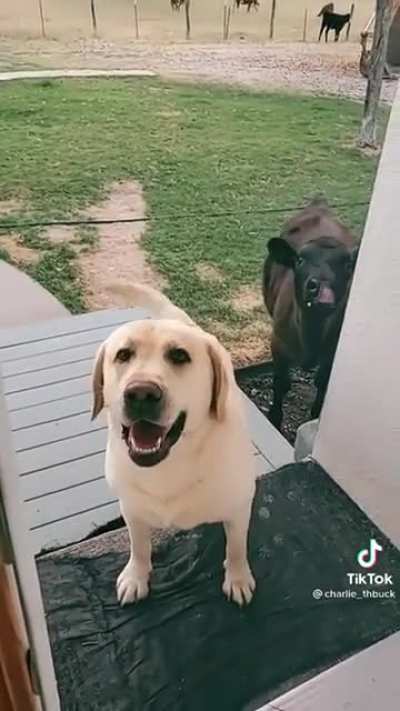 Can my friend come over and play?