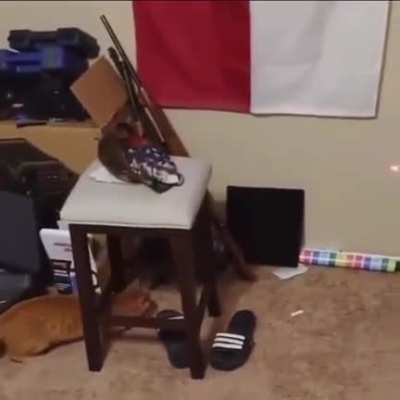 Found This cute vid of a cat and oh-
