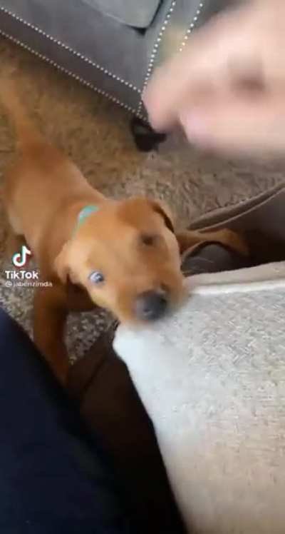Doggo