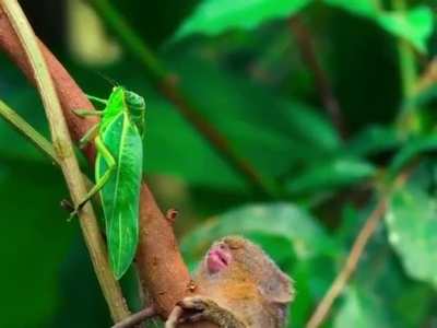Curious George