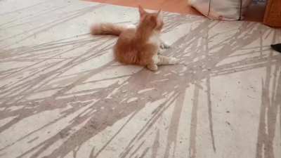 he made himself dizzy trying to catch the paper stuck in his tail