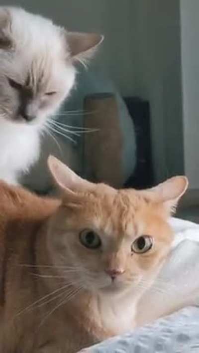 meow