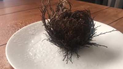 The Rose of Jericho is a tumble weed and can be blown over the desert for up to 10 years