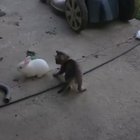 This Race