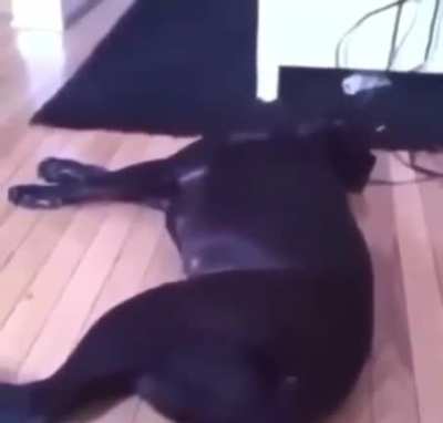 Dog is sus