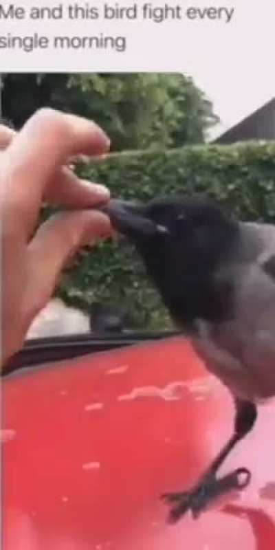 birb