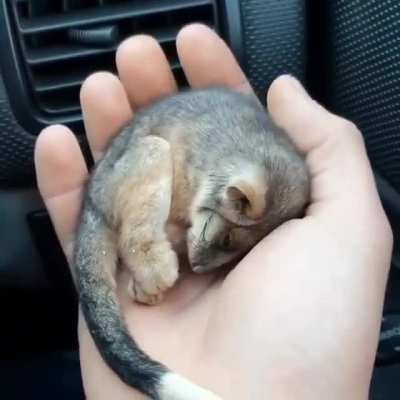 Ringtail Possum