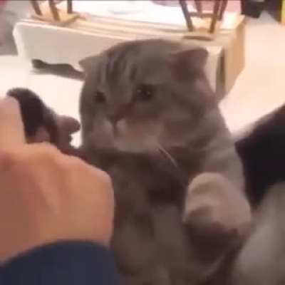 Miau?