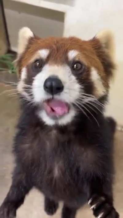 Red panda to brighten your day