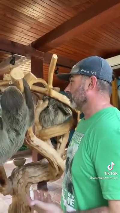 Is the sloth friendly?