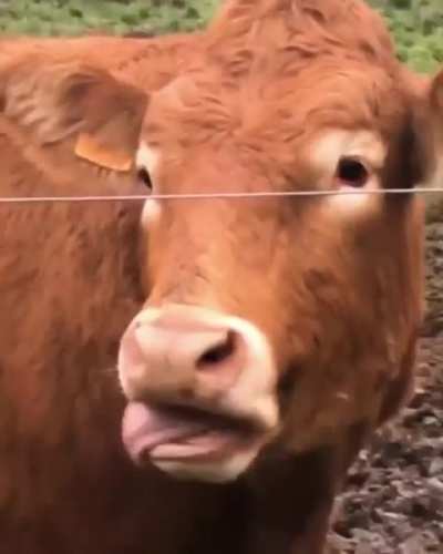 Cow do, Cow see