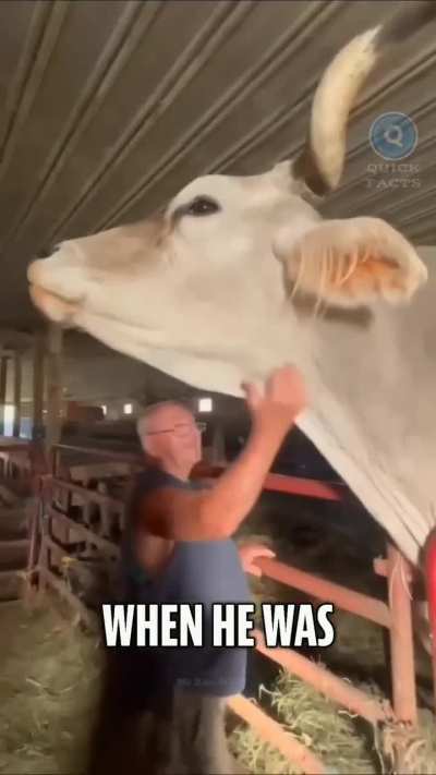 of a cow