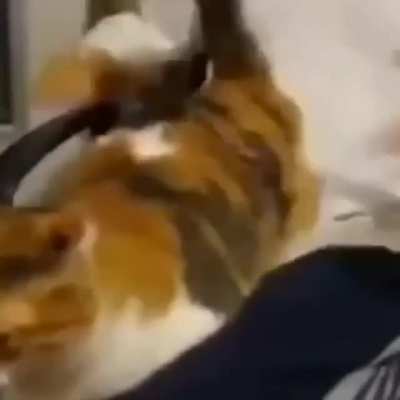 spanking the cat