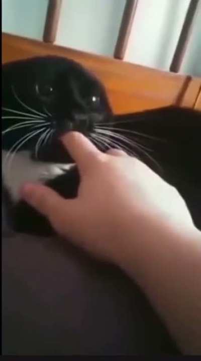 Angry kitty 🐱