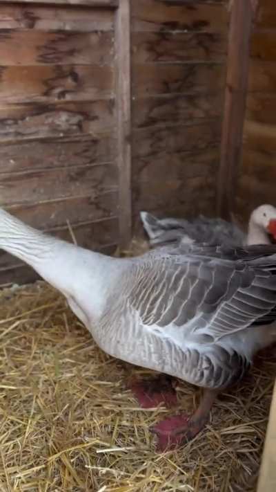 Goose or snake? 😂
